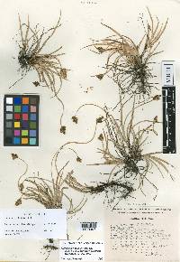 Carex curviculmis image