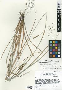 Carex rhynchoperigynium image