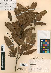 Quercus salicifolia image