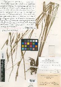 Carex caesariensis image