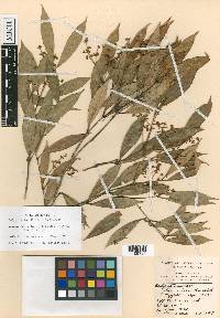 Calyptranthes lindeniana image