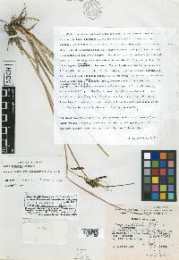 Carex cochranei image
