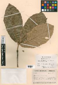 Quercus peduncularis image