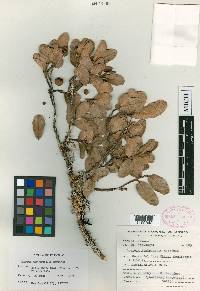 Quercus macdougallii image