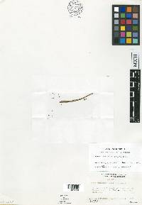 Carex caxinensis image