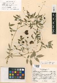 Solanum suaveolens image