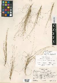 Eleocharis microcarpa image