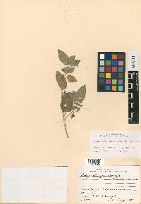 Physalis puberula image