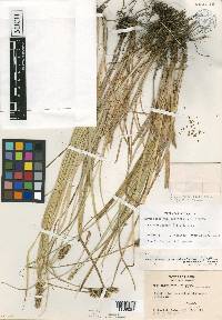 Carex fissa var. aristata image