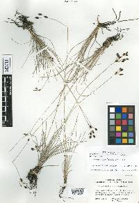 Fimbristylis argillicola image