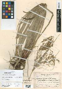 Cyperus matudae image