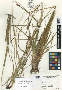 Carex austromexicana image