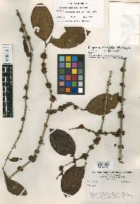 Eugenia alnifolia image