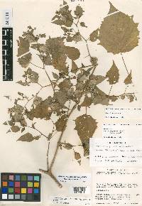 Physalis pubescens image