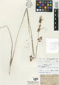 Carex humboldtiana image