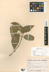 Piper arboreum subsp. arboreum image