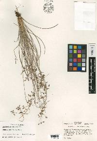 Fimbristylis decipiens image