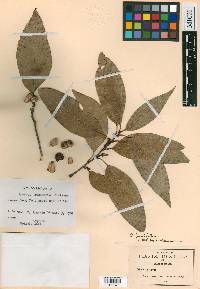 Quercus trinitatis image