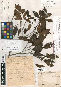 Ardisia austin-smithii image