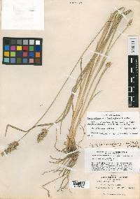 Carex laevivaginata image