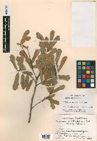 Quercus subtriloba image