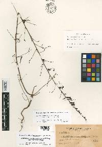 Antirrhinum vexillo-calyculatum subsp. vexillo-calyculatum image