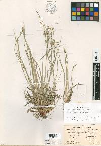 Carex amplisquama image