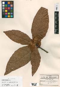 Quercus rysophylla image