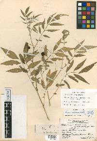 Solanum suaveolens image