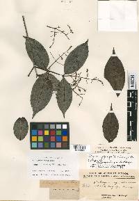 Myrcia pyrifolia image