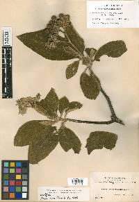 Solanum velutissimum image