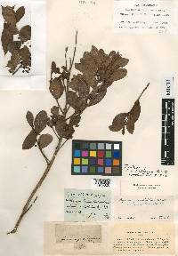 Eugenia punicifolia image