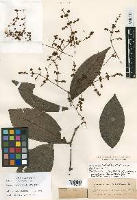 Myrcia rufipila image