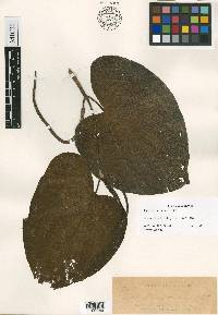 Piper lageniovarium image