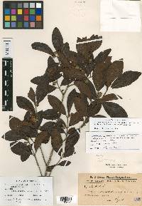 Campomanesia sessiliflora var. bullata image