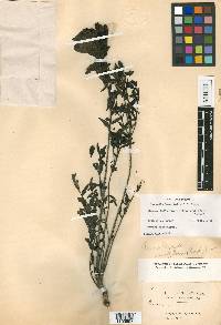 Agalinis brevifolia image