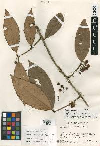 Eugenia griseiflora image