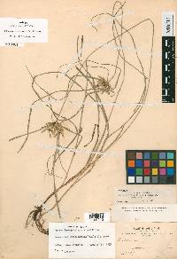 Cyperus incomtus image
