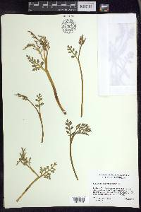 Botrychium matricariifolium image