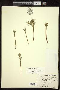 Botrychium matricariifolium image