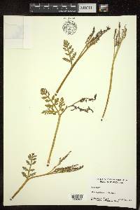 Botrychium matricariifolium image