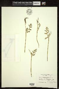 Botrychium matricariifolium image