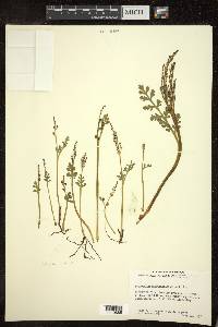 Botrychium matricariifolium image