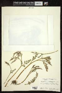 Botrychium matricariifolium image