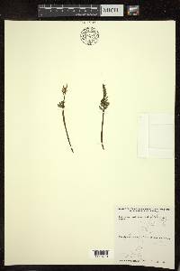 Botrychium matricariifolium image