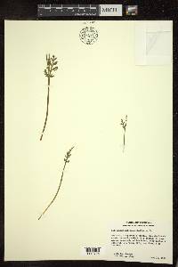 Botrychium matricariifolium image