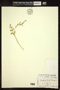 Botrychium matricariifolium image