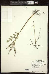 Botrychium matricariifolium image