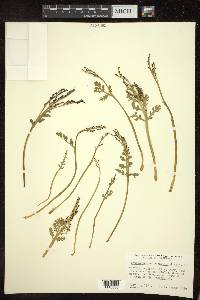 Botrychium matricariifolium image