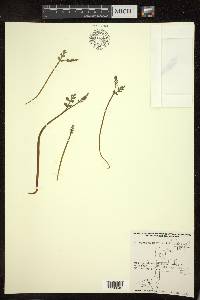 Botrychium matricariifolium image